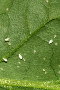 Белокрылка земляничная