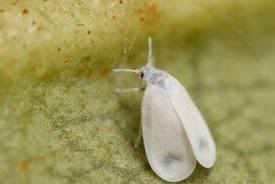 Белокрылка земляничная