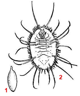 Яйцо белокрылки земляничной