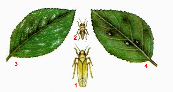 Цикадка розанная