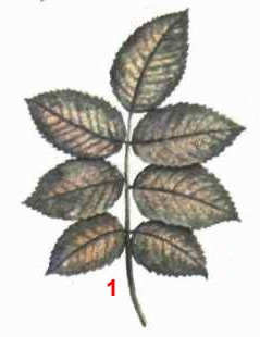 Цикадка розанная