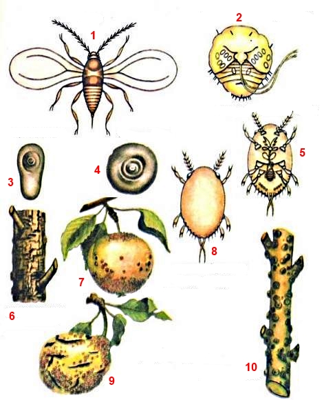 Щитовка калифорнийская, от вредителей звоните +7-930-333-41-42