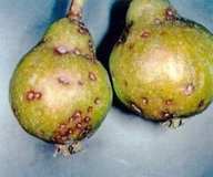 Щитовка калифорнийская