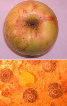 Щитовка калифорнийская