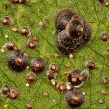 Щитовка калифорнийская