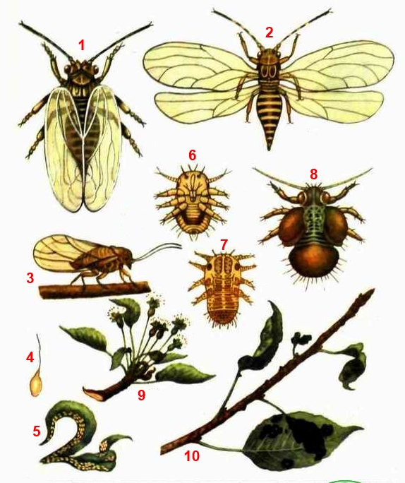 Листоблошка грушевая