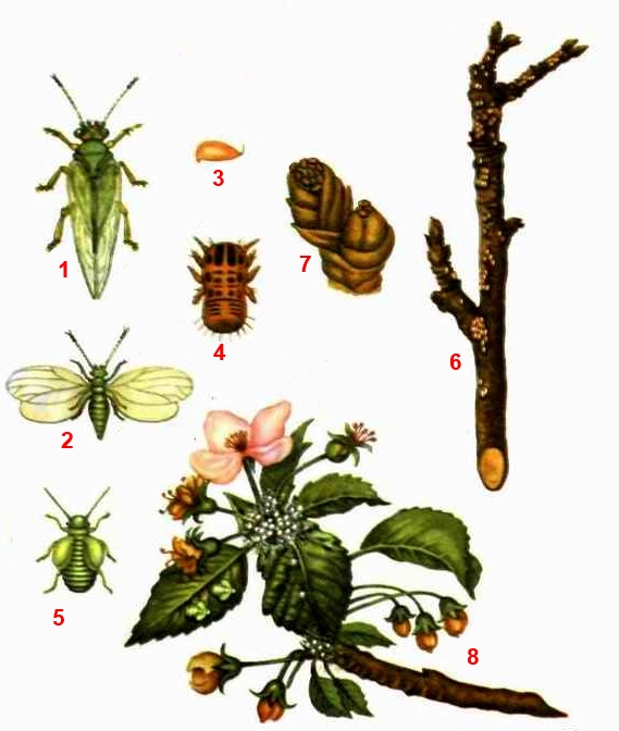 Листоблошка яблонная; синоним - яблонная медяница