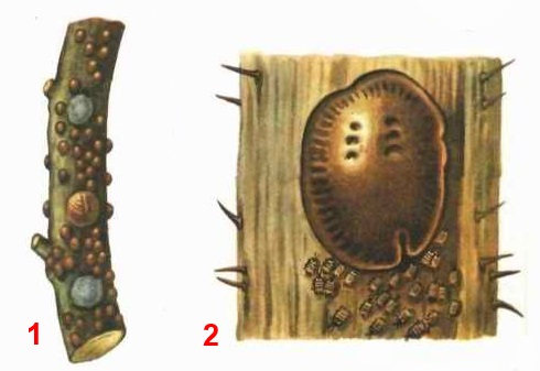 Ложнощитовка акациевая