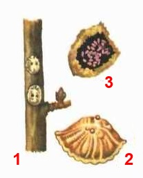 Ложнощитовка боярышниковая