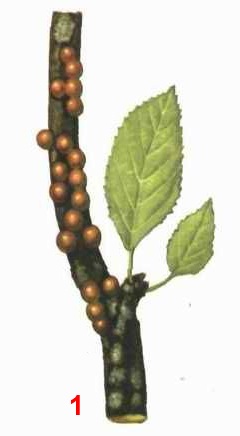 Ложнощитовка сливовая; синоним - полушаровидная ложнощитовка