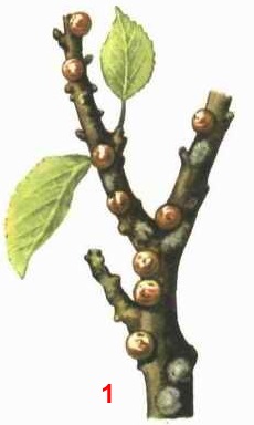 Ложнощитовка яблоневая