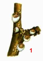 Подушечница березовая