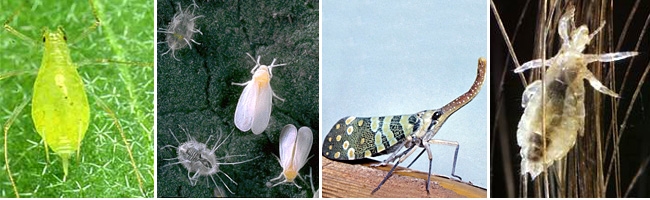 равнокрылые хоботные