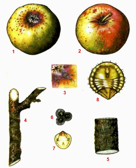 Щитовка желтая грушевая