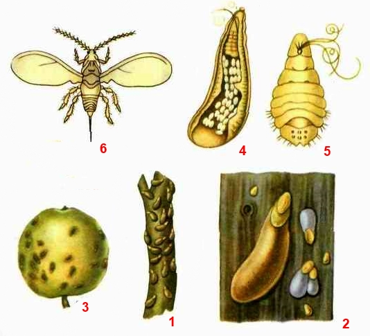Щитовка яблоневая запятовидная 