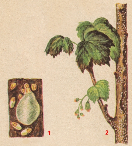 Щитовка ивовая