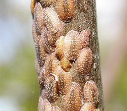 Щитовка ивовая