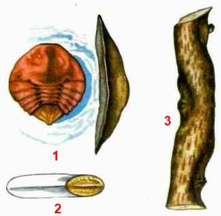 Щитовка красная грушевая