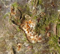 Щитовка красная грушевая