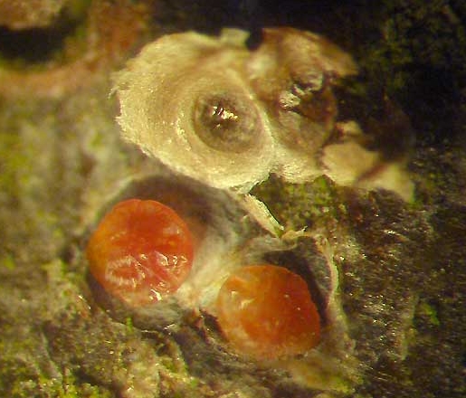 Щитовка красная грушевая