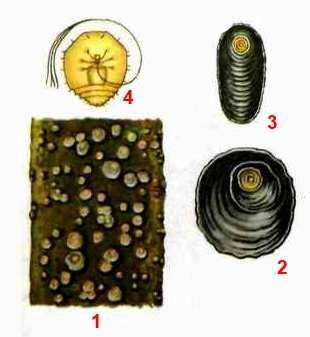 Щитовка ложнокалифорнийская