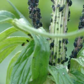 Тля чертополоховая (Brachycaudus cardui L.)