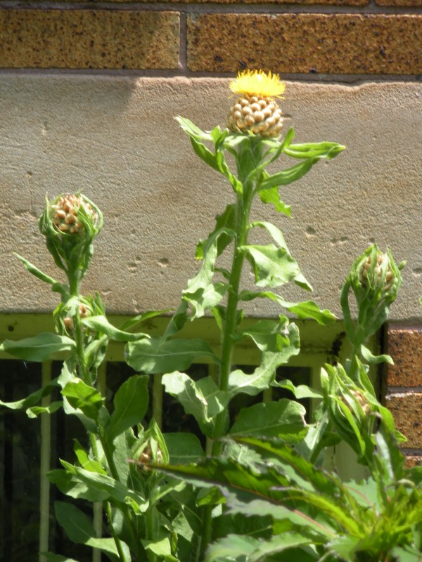 Тля чертополоховая (Brachycaudus cardui L.)