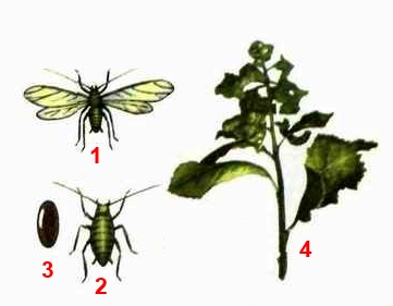 Тля хмелевая