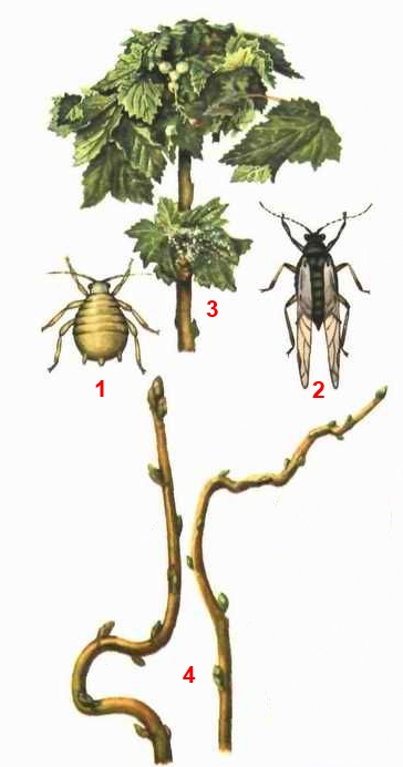 Тля крыжовниковая (Aphis grossulariae Kalt.)