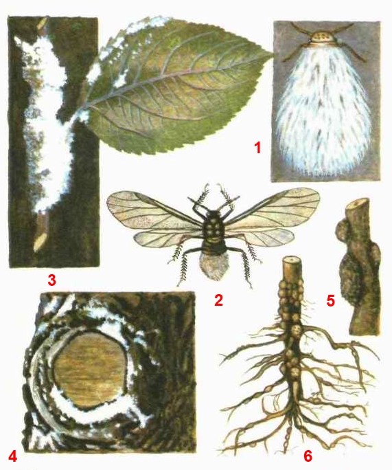 Тля кровяная
