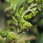 Тля-листовертка