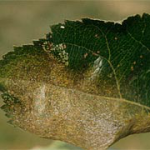 Тля-листовертка