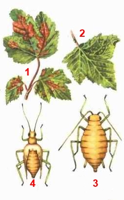Тля листовая галловая; синоним - красносмородинная галловая тля
