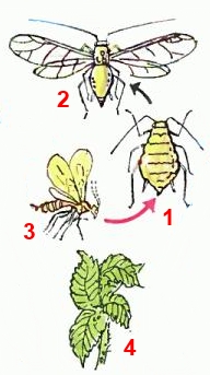 Тля малинная; синоним - побеговая малинная тля