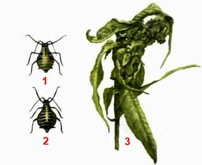 Тля полосатая персиковая