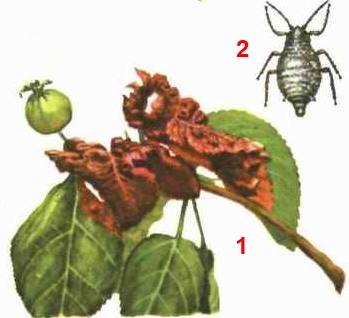 Тля серая яблонная; синоним - красногалловая яблонная тля