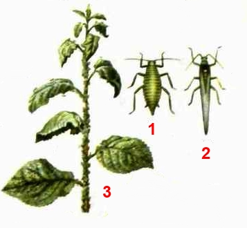 Тля сливовая опыленная