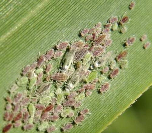 tlia_viazovo_gruhevai