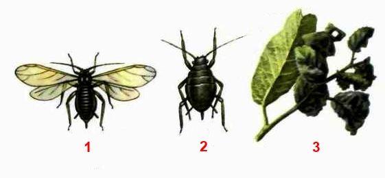 Тля вишневая (Myzus cerasi F.)