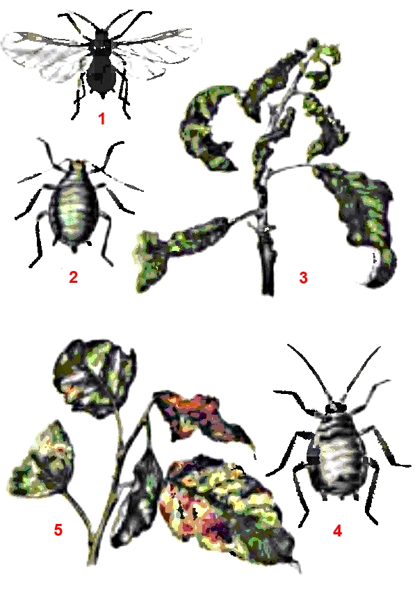Тля яблонно-подорожниковая
