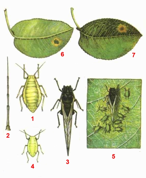 Тля зеленая грушево-зонтичная