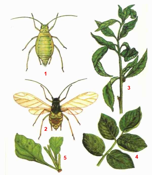 Тля зеленая персиковая; синоним - оранжерейная тля