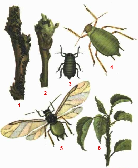 Тля зелёная Яблонная