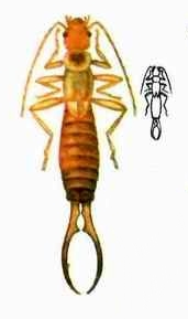 Отряд кожистокрылые, или уховертки (Dermaptera)