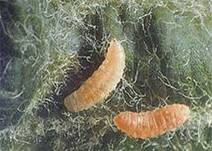 Описание: http://im4-tub-ru.yandex.net/i?id=169018911-54-72&n=21