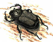 Описание: http://im1-tub-ru.yandex.net/i?id=111267744-68-72&n=21