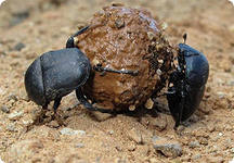 Описание: http://im6-tub-ru.yandex.net/i?id=11028078-08-72&n=21