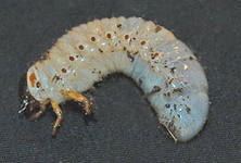 Описание: http://im3-tub-ru.yandex.net/i?id=236325655-50-72&n=21