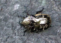 Описание: http://im7-tub-ru.yandex.net/i?id=239144037-54-72&n=21