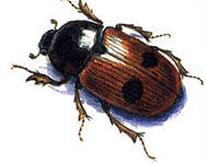 Описание: http://im6-tub-ru.yandex.net/i?id=178833676-03-72&n=21